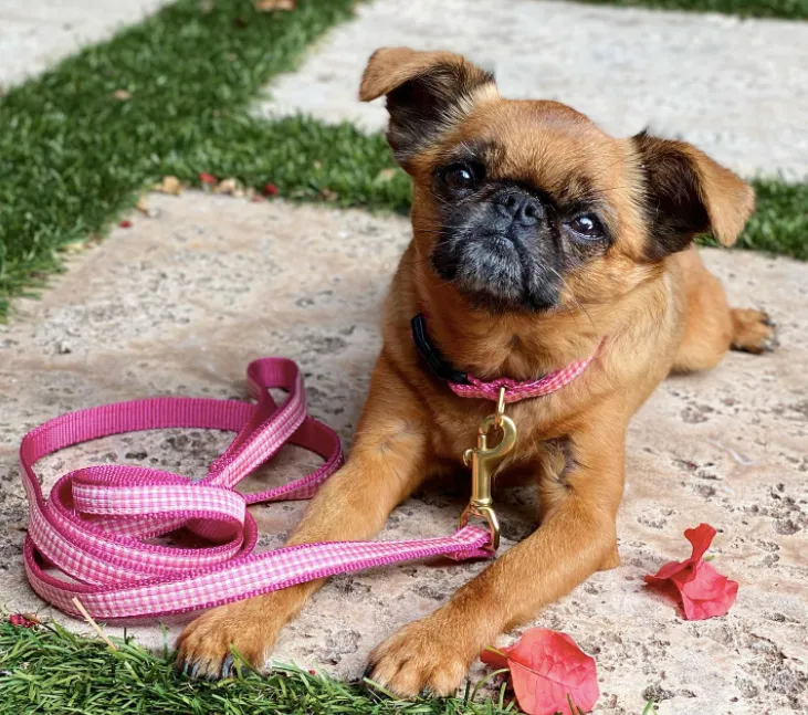 Teacup Collar | Pink Gingham